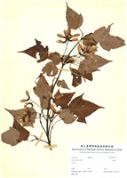 藏品(大屯尖葉槭)的圖片